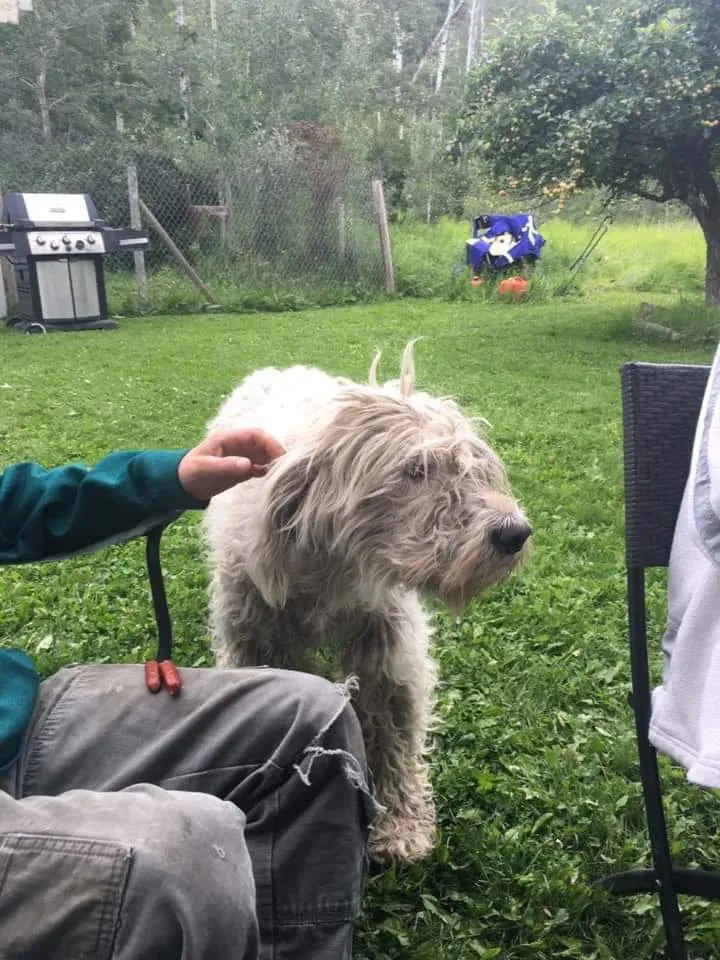 Dog Health Check