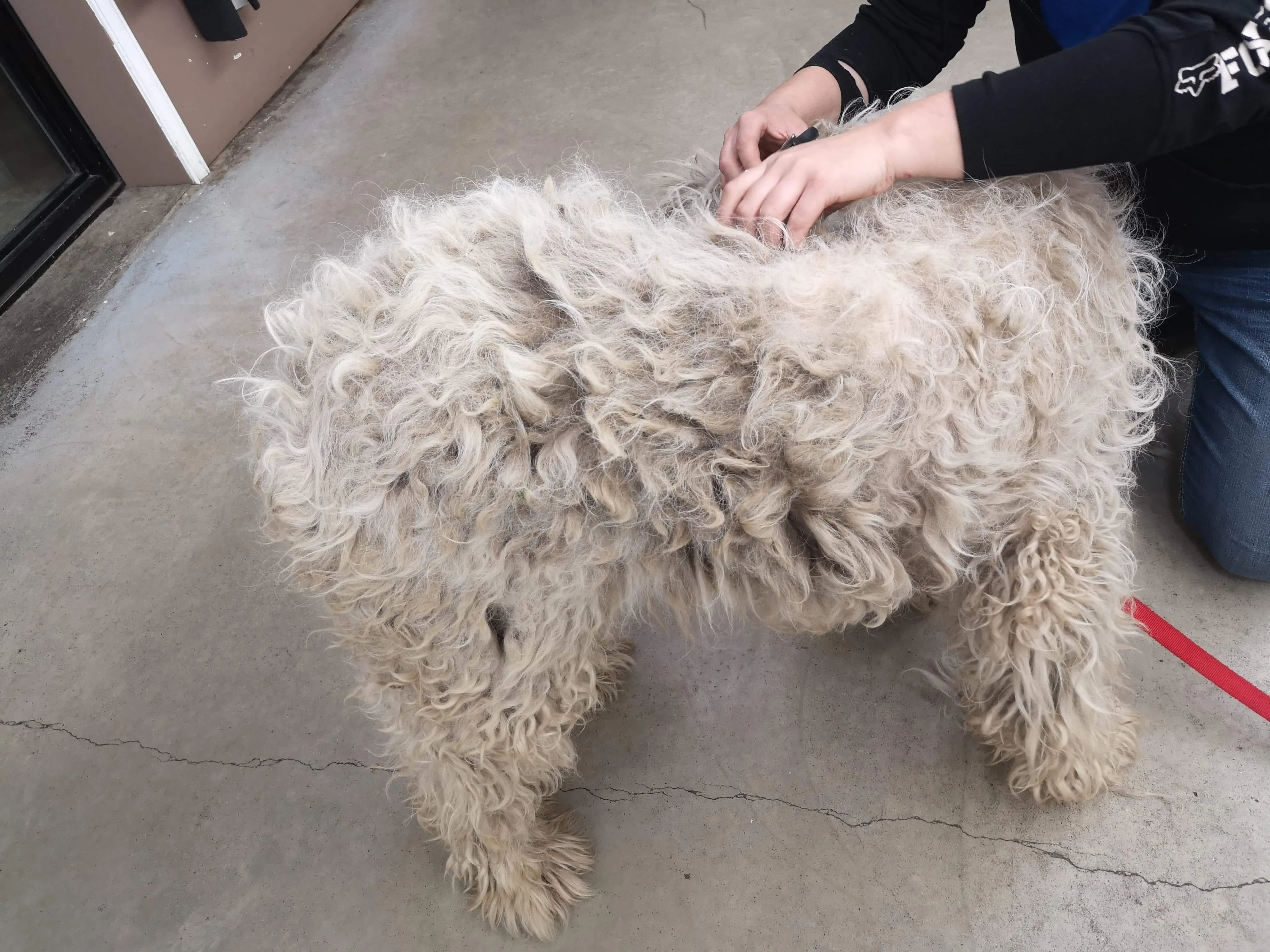 Dog Health Check