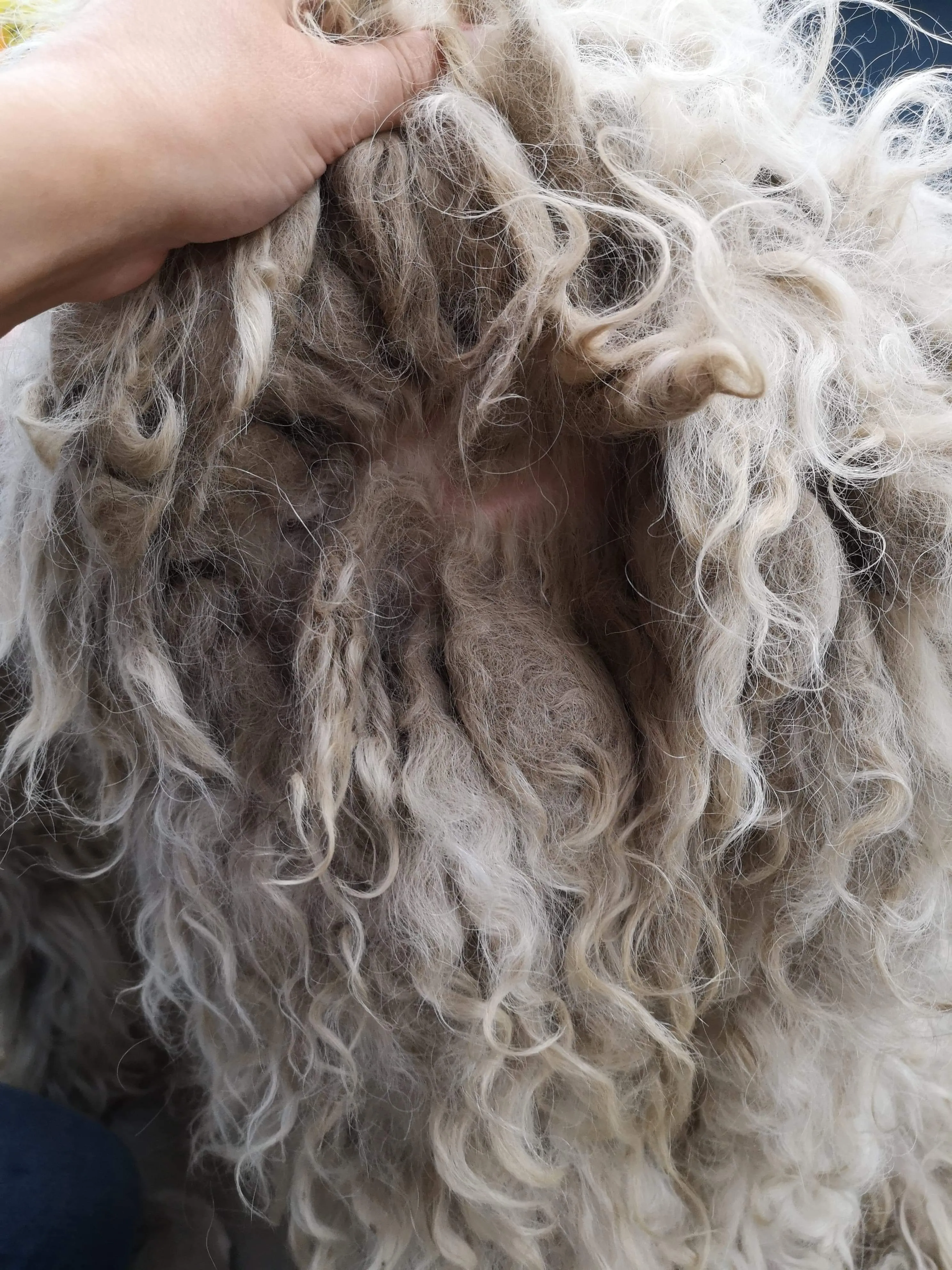 Dog Health Check